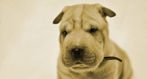 Photo d'un chiot à rides